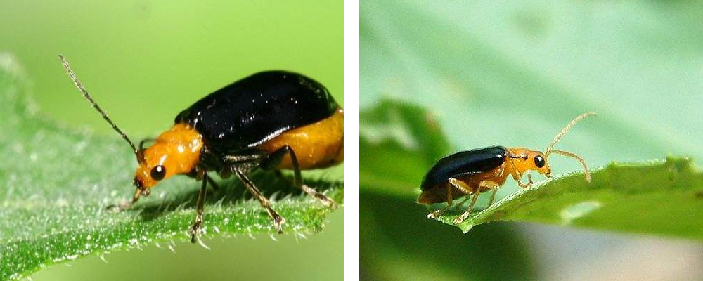 1561792085357594.jpg 11.jpg